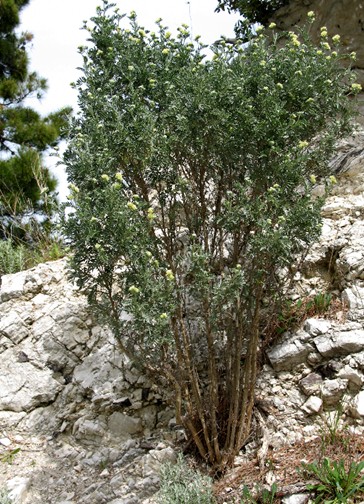 Anthyllis barba-jovis / Vulneraria barba di Giove